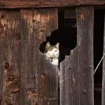 #4人工的競合が生む「隠れた欠乏症」- 総合栄養食の最大の欠点は不足ではなく"過剰ピーク"のアイキャッチ画像