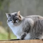 野生の食卓を、もう一度覗いてみよう｜獲物モデル栄養成分研究の詳細対比表のアイキャッチ画像