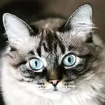 猫のタンパク質必要量──NRC/AAFCO/FEDIAFの基準が低すぎる件についての考察のアイキャッチ画像