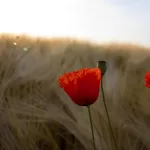 column：消された中間地点——意図的に作られた「vs」のアイキャッチ画像